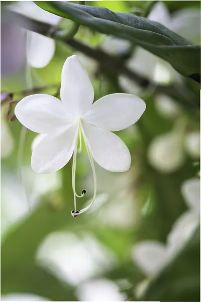 Close up white lovely flower(Clerodendrum wallichii, Clerodendrum nutans,Bridal veil) — Stock Photo, Image