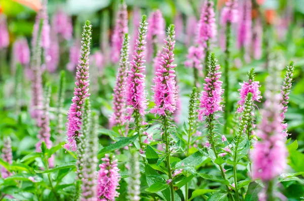 Růžový loosestrife (lythrum salicaria) nebo plačku tráva — Stock fotografie