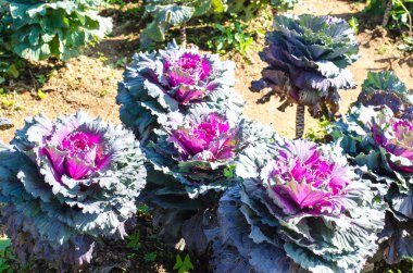 longlived lahana (bilimsel adı: brassica hybrid). salata sebze