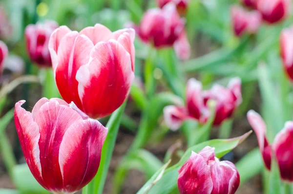 Beautiful tulips flowers field — Stock Photo, Image