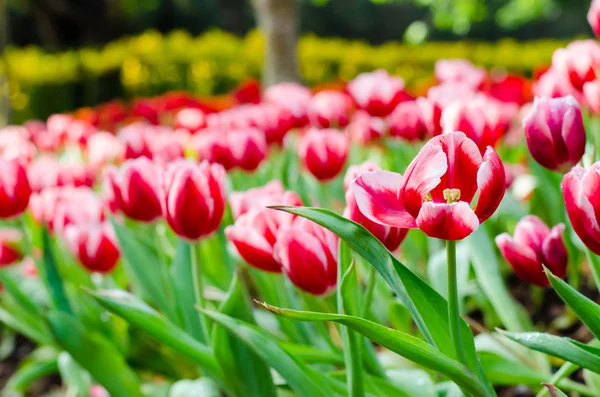 Beautiful tulips flowers field — Stock Photo, Image