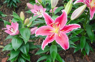 Stargazer lily çiçek