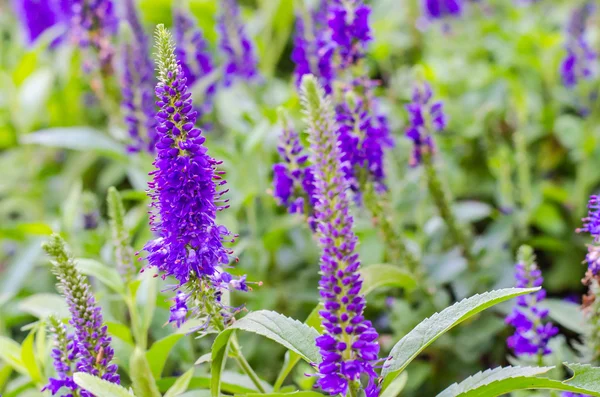 Fialové Loosestrife (Lythrum Salicaria) nebo plačící tráva — Stock fotografie