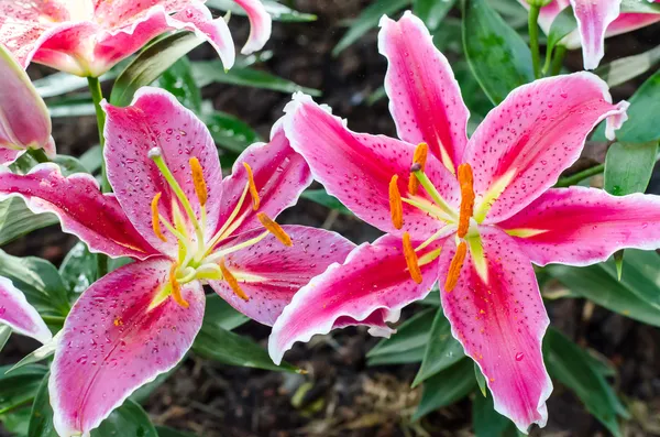 Stargazer lily bloem — Stockfoto