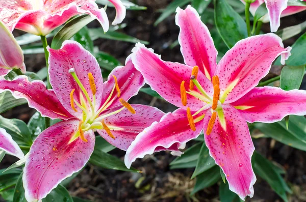 Stargazer lily çiçek — Stok fotoğraf