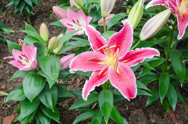 Stargazer lily çiçek — Stok fotoğraf