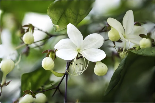 Close up white lovely flower(Clerodendrum wallichii, Clerodendrum nutans,Bridal veil) — Stock Photo, Image