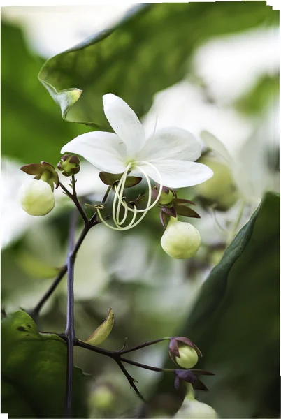 Närbild vita vackra blommor (clerodendrum wallichii, clerodendrum nutans, brudslöja) — Stockfoto