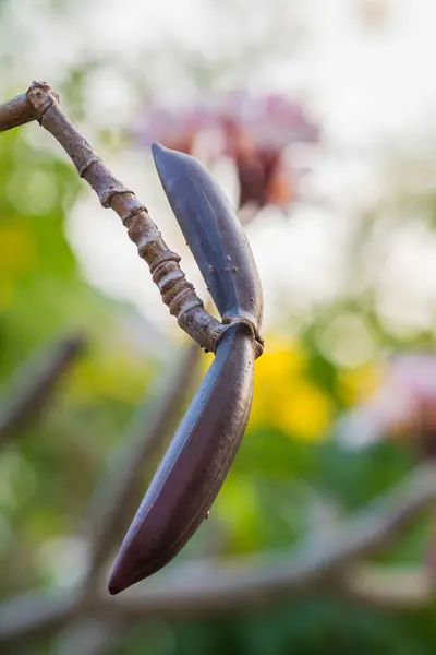 クローズ アップ プルメリア種子 （フランジパニ) — ストック写真