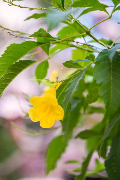 Gul trumpet blomma — Stockfoto