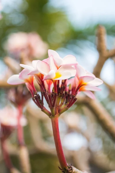 Närbild rosa plumeria blomma (frangipani) — Stockfoto