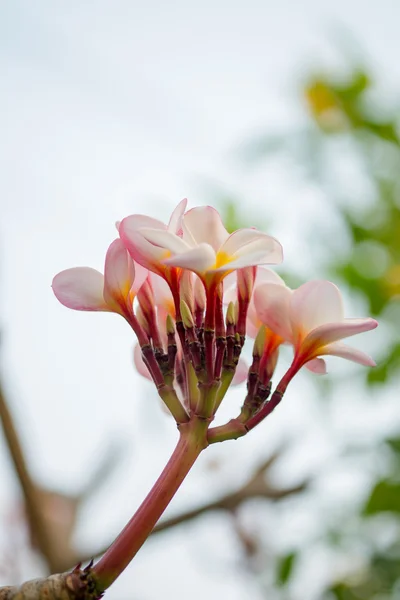 Närbild rosa plumeria blomma (frangipani) — Stockfoto