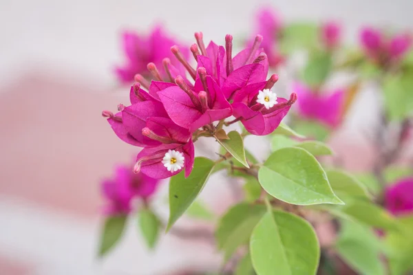 Stäng upp massa lila bougainvillea blomma i trädgården — Stockfoto
