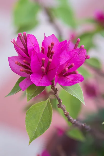 Stäng upp massa lila bougainvillea blomma i trädgården — Stockfoto