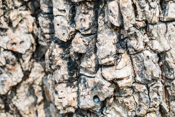 Textura de corteza de árbol para fondo —  Fotos de Stock