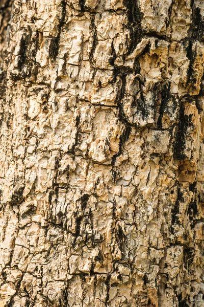 Baumrinde Textur für Hintergrund — Stockfoto