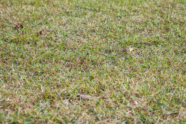 Campo de grama para fundo — Fotografia de Stock