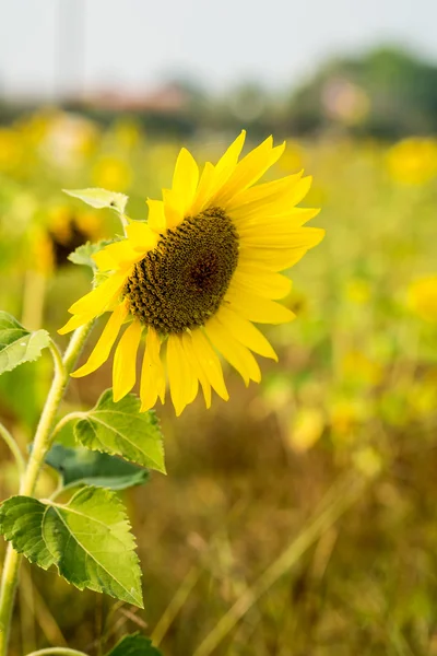 Girasole nel campo — Foto Stock