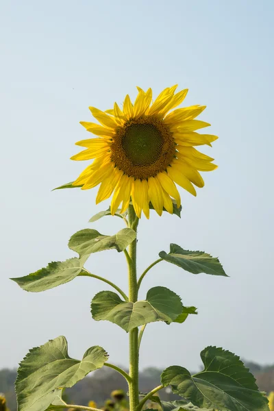 Girasole nel campo — Foto Stock