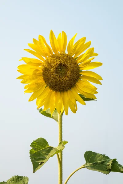 Girasole nel campo — Foto Stock