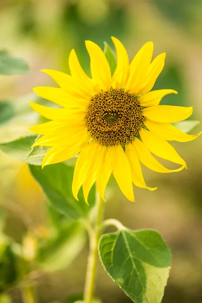 Campo di fiori di sole per sfondo — Foto Stock