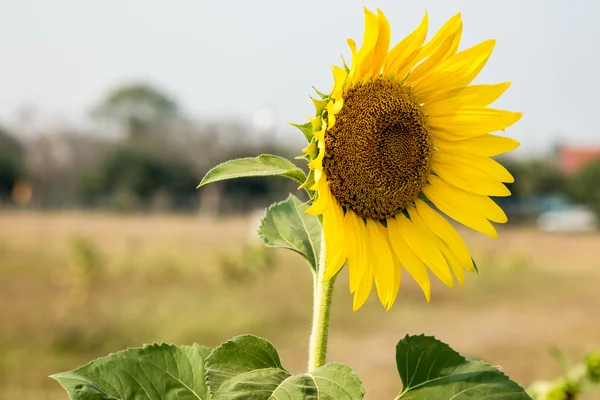 Girasole nel campo — Foto Stock