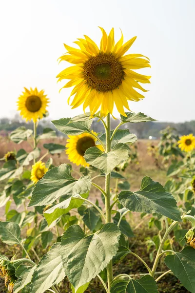 Girasole nel campo — Foto Stock