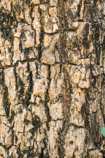 Textura de corteza de árbol para fondo —  Fotos de Stock