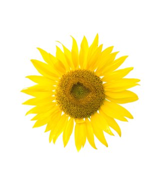 Tek ayçiçeği üzerinde beyaz izole