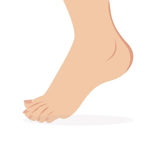 Vector of female foot standing  human foot — Stock Vector