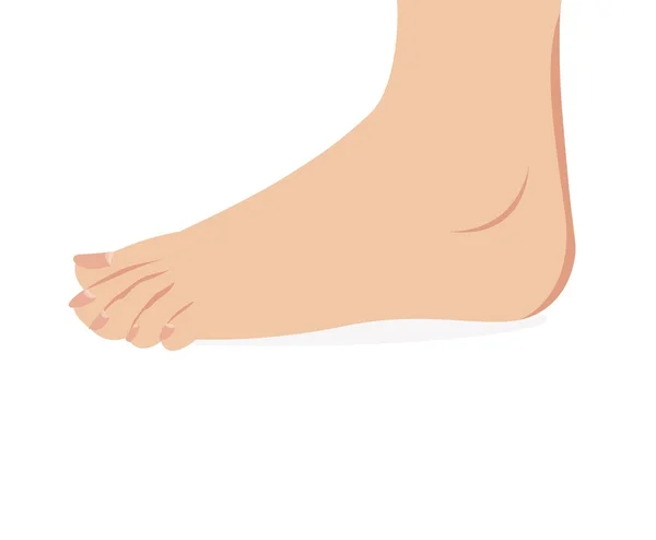 Vector van vrouwelijke voet permanent menselijke voet — Stockvector