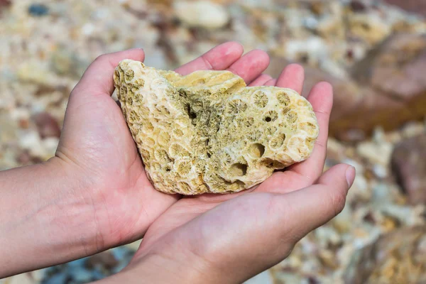 Weibliche Hand hält Korallen am Strand — Stockfoto