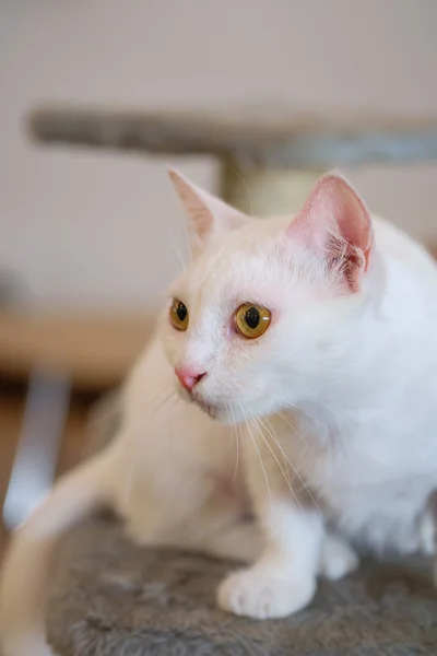 Portrait de chat blanc fixant — Photo