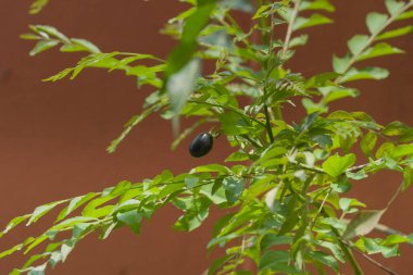 curry leaf and fruit