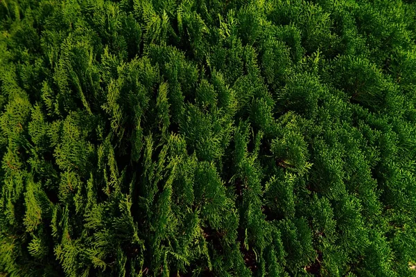 Juniper Leaf Green Foliage — стоковое фото