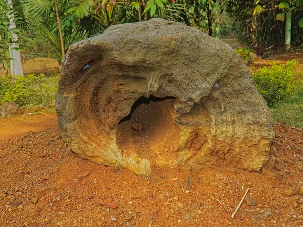 Fossile Historique Bois Trouvé Asie — Photo