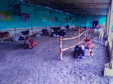 10.08.2021 Kanki Batı Bengal Hindistan, Batı Bengal Hindistan 'daki tapınak komitesinin koruduğu inek.