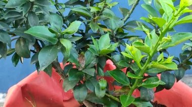 Teras bahçesinde büyüyen bir torba sabah vakti