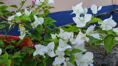 Teras bahçesinde çiçeklenmiş beyaz begonviller.