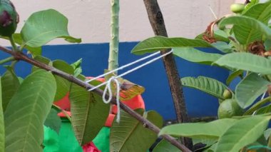 Terasta küçük bir ağaçta küçük bir guava meyvesi hasat ediliyor.