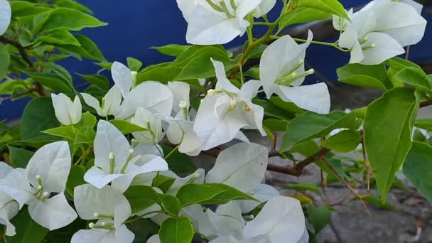Voll Blühende Weiße Bougainvillea Blume Terrassengarten — Stockvideo