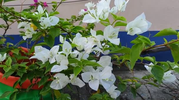Flor Buganvilla Blanca Florecida Jardín Terraza — Vídeos de Stock