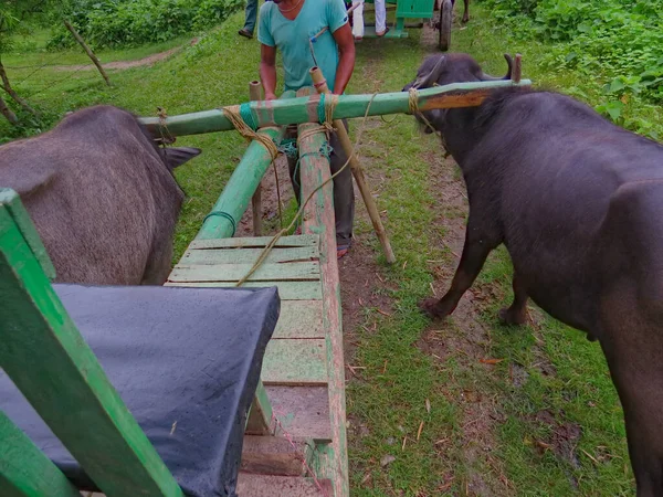 indian buffalo cart ready for jungle safary in west bengal