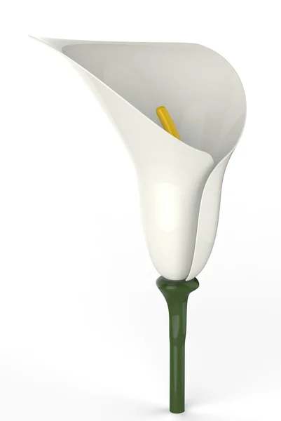 Fiore di tulipano — Foto Stock