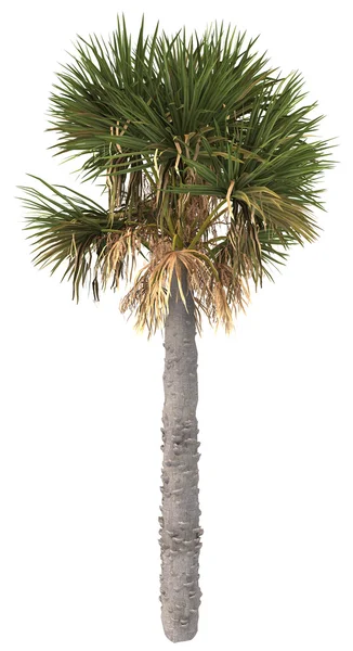Palme isolate su sfondo bianco — Foto Stock
