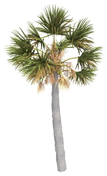 Palme isolate su sfondo bianco — Foto Stock