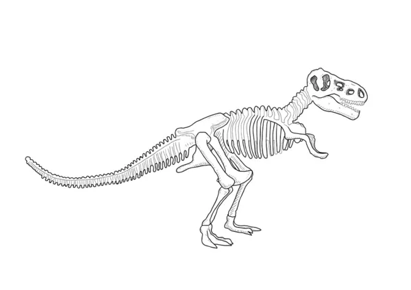 Dinosaurus skelet — Stockvector