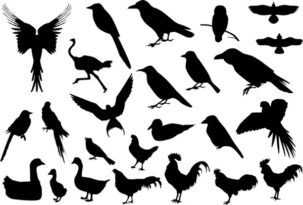 Kuş silhouettes — Stok Vektör