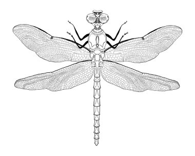 elle çizilmiş yusufçuk