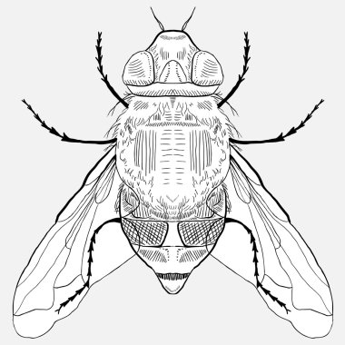 elle çizilmiş sinek